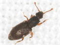 Monotoma picipes